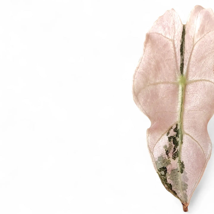 Alocasia 'Polly' Albo/ Pink Variegata – Zimmerpflanze im Kulturtopf auf weißem Hintergrund, Produktfoto 2.