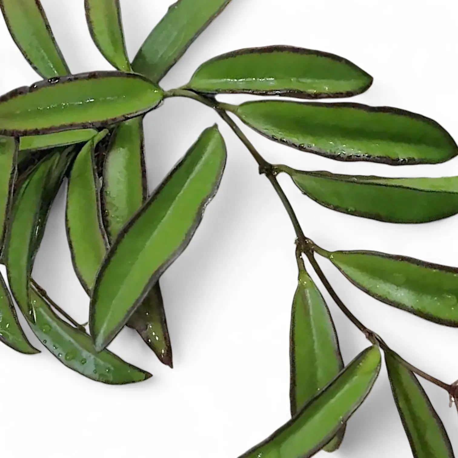 Hoya wayetii – Nahaufnahme eines Blatts vor weißem Hintergrund.