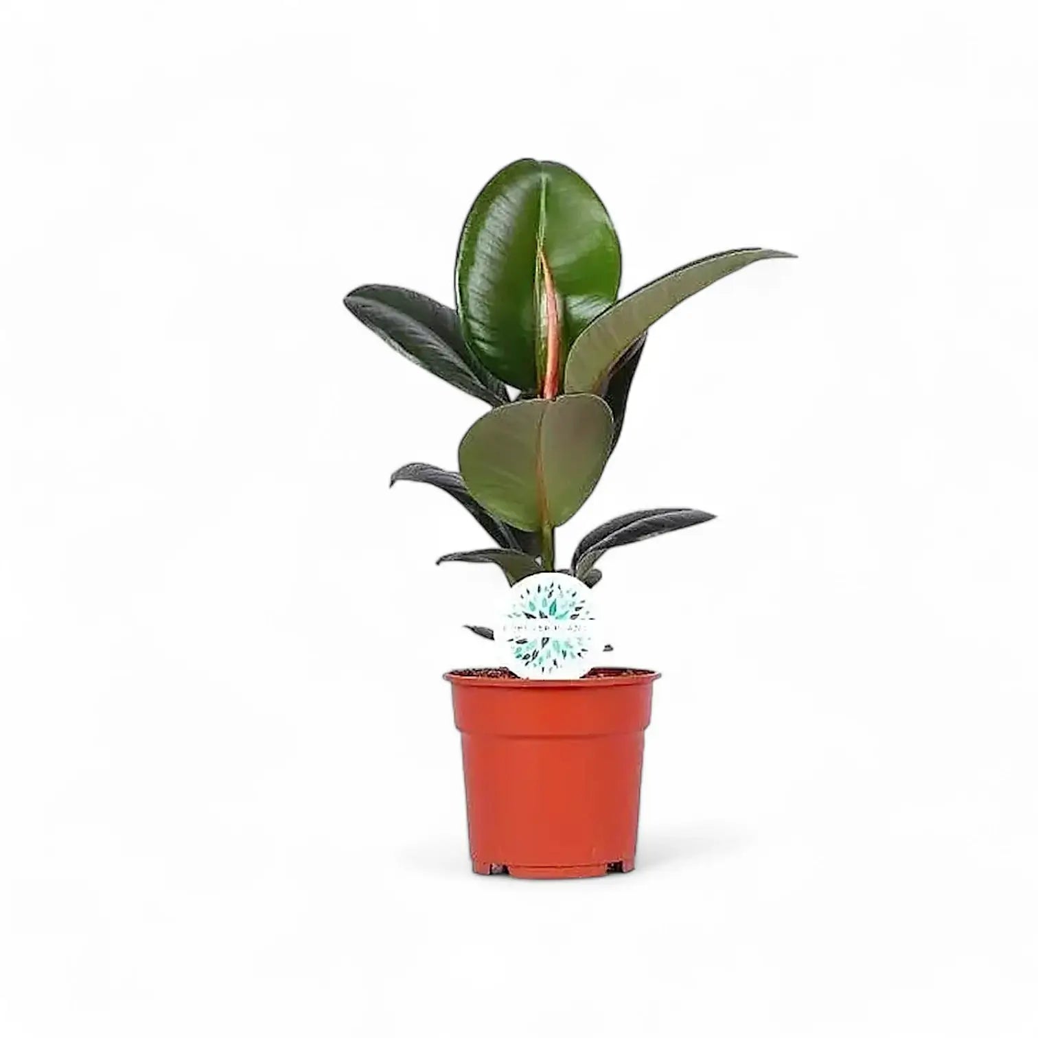 Ficus elastica 'Robusta' potted houseplant in nursery pot on white background, product photo 6.