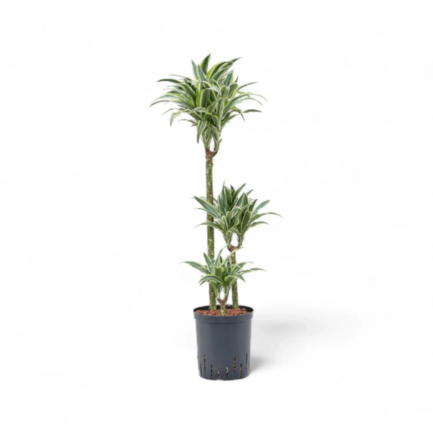 Dracaena fragrans ‘Warneckii’ potted houseplant in nursery pot on white background, product photo 10.