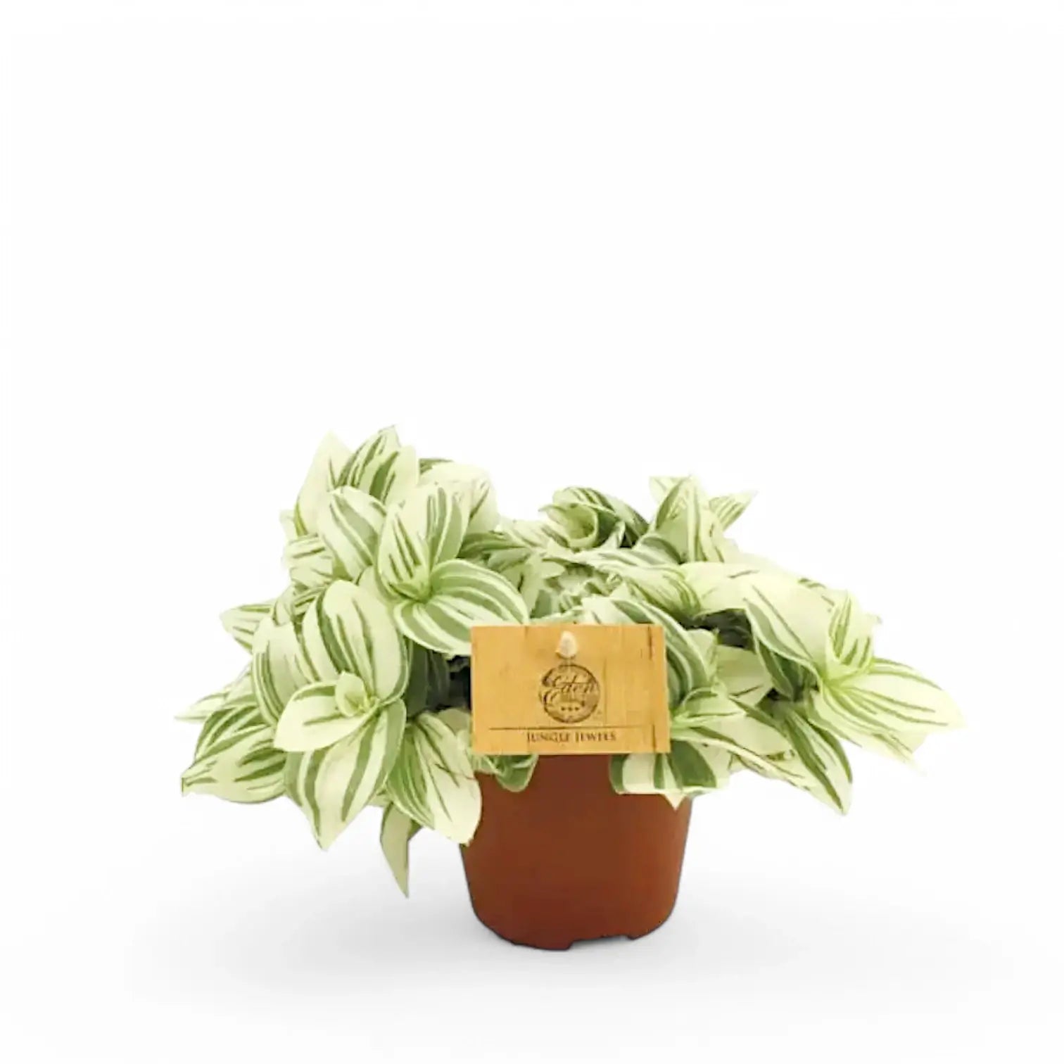 Tradescantia zebrina 'Brightness' potted houseplant in nursery pot on white background, product photo 2.