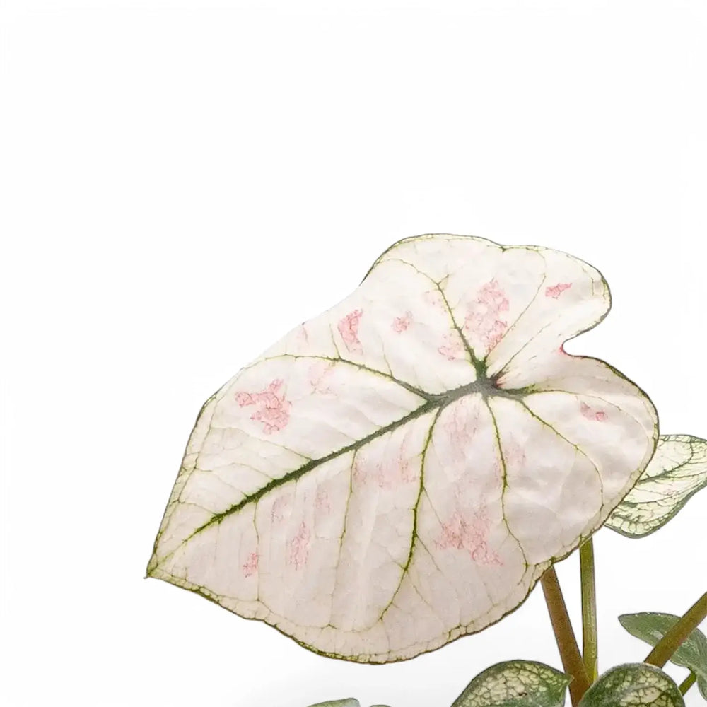 Caladium 'Kelly' – Blatt-Detailaufnahme auf weißem Hintergrund.