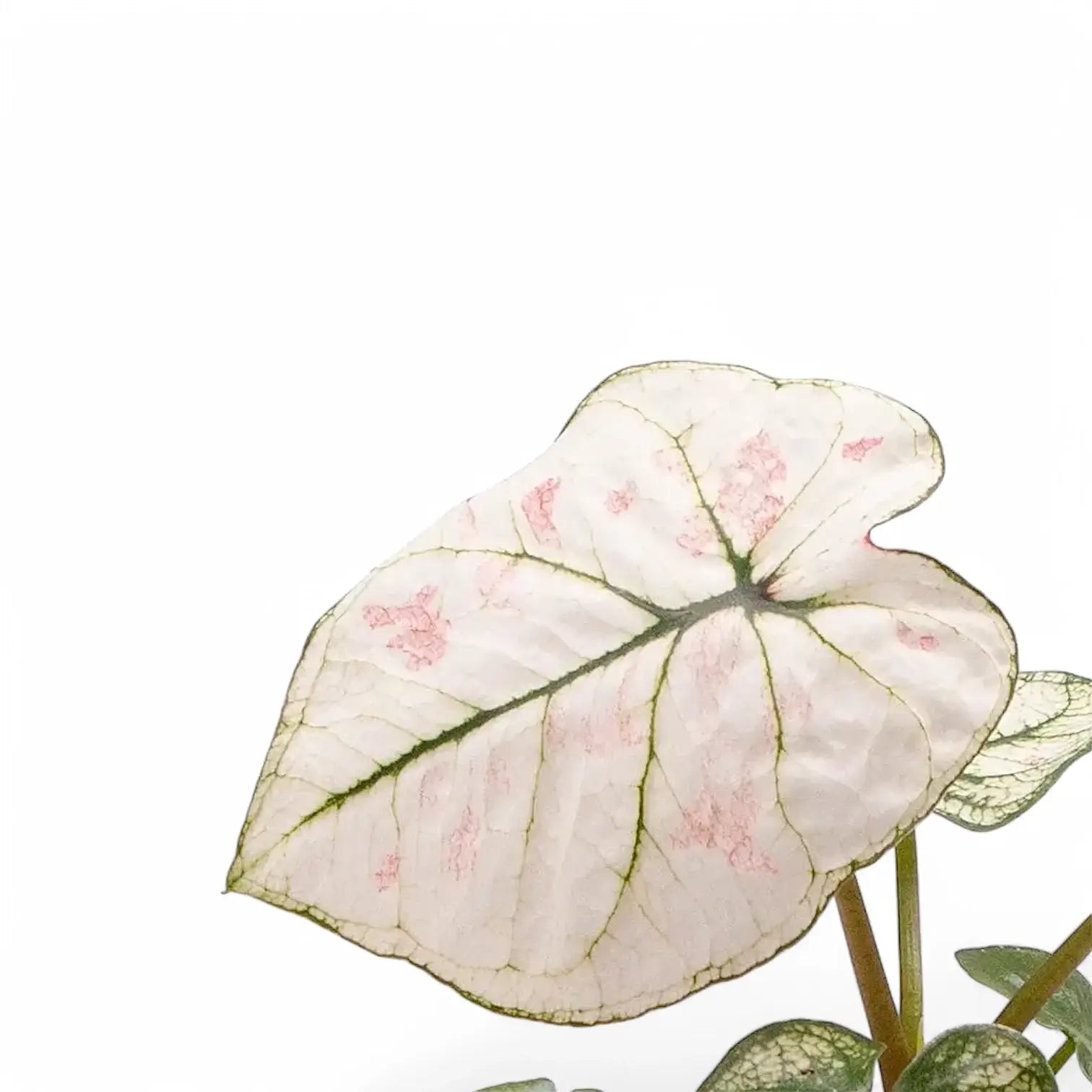 Caladium 'Kelly' – Blatt-Detailaufnahme auf weißem Hintergrund.