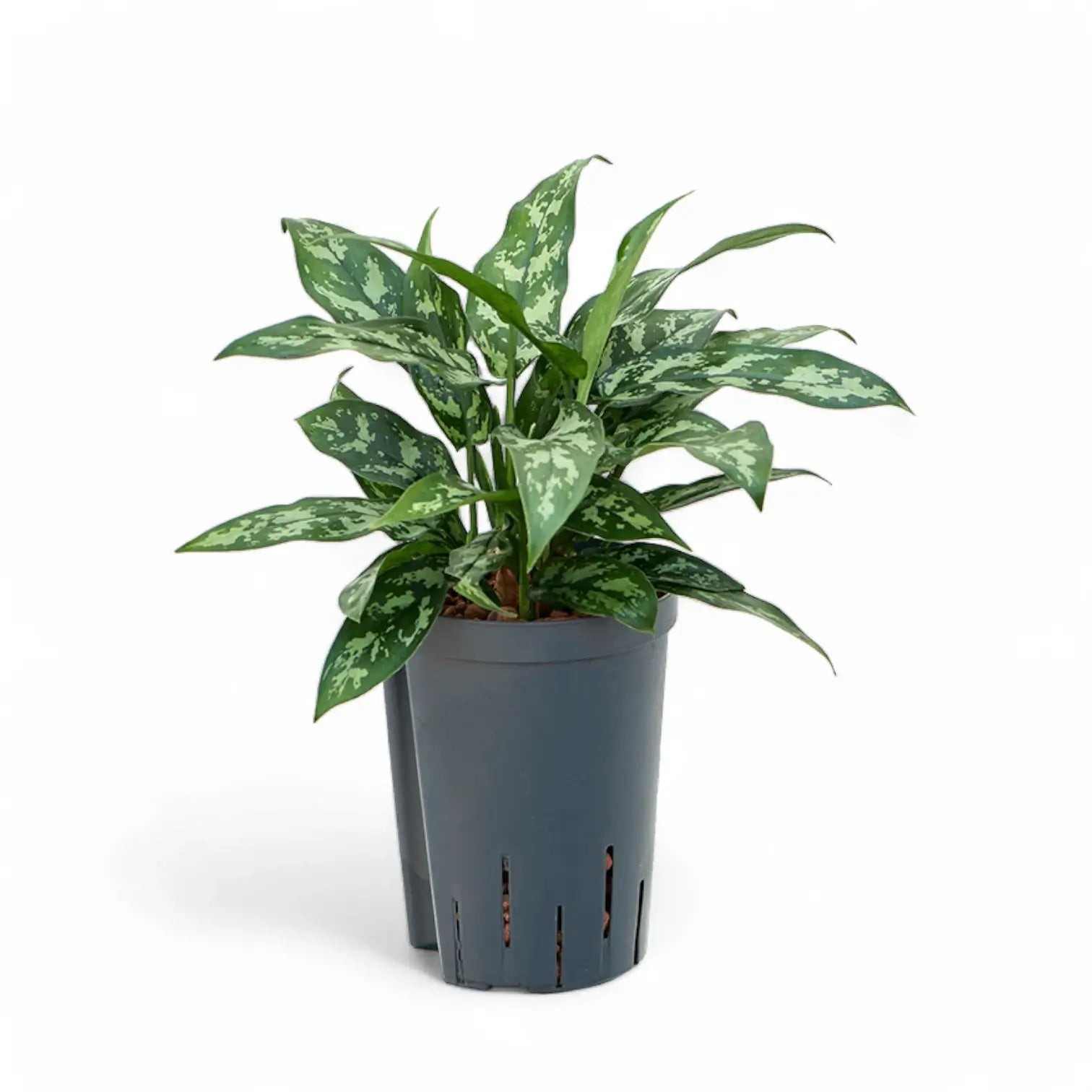 Aglaonema 'Maria' potted houseplant in nursery pot on white background, product photo 5.