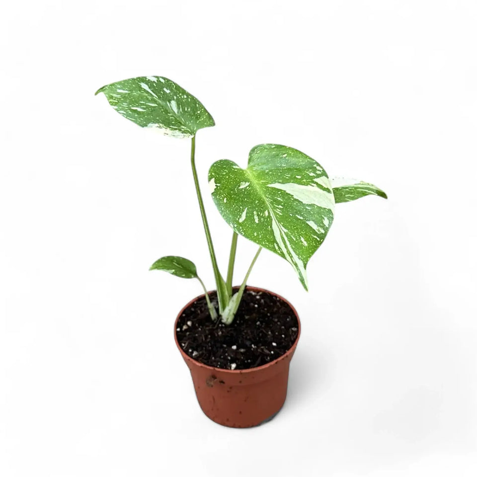 Monstera 'Thai Constellation' potted houseplant in nursery pot on white background, product photo 6.