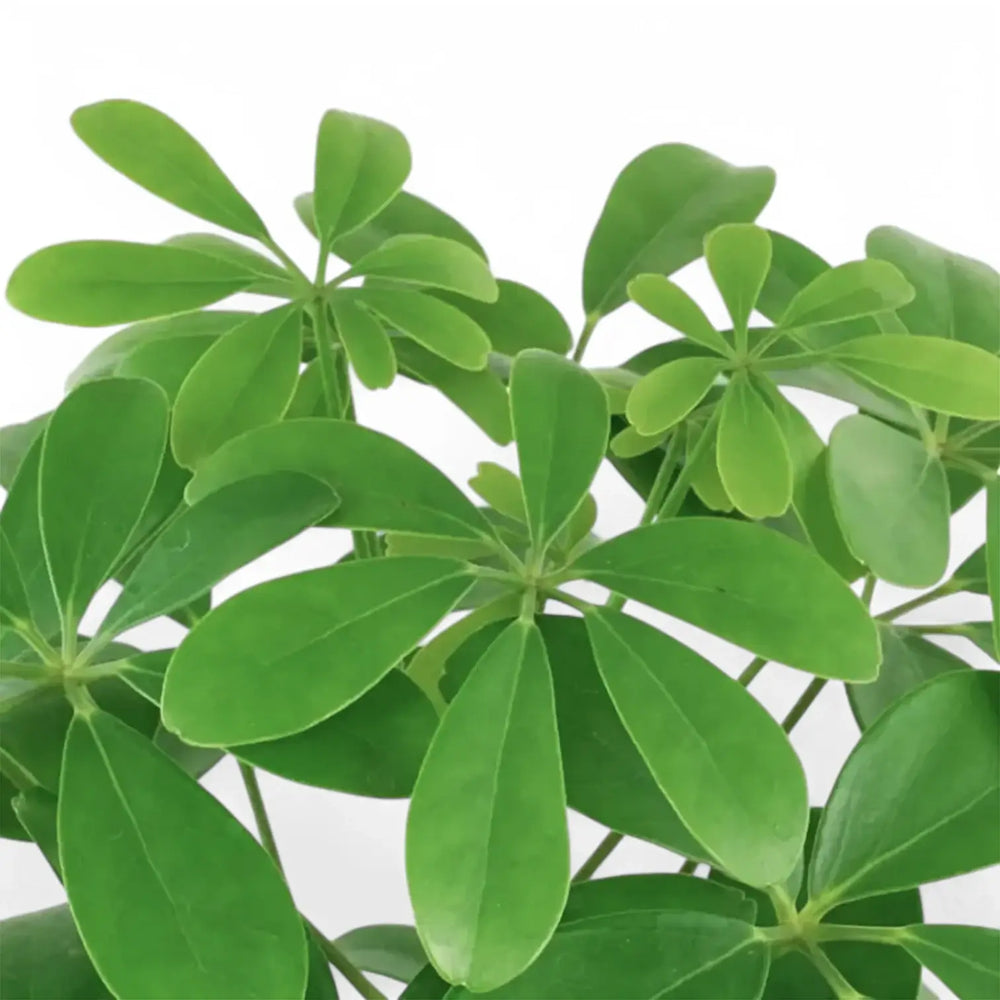 Nahaufnahme von Heptapleurum (Schefflera) arboricola 'Nora' vor weißem Hintergrund.