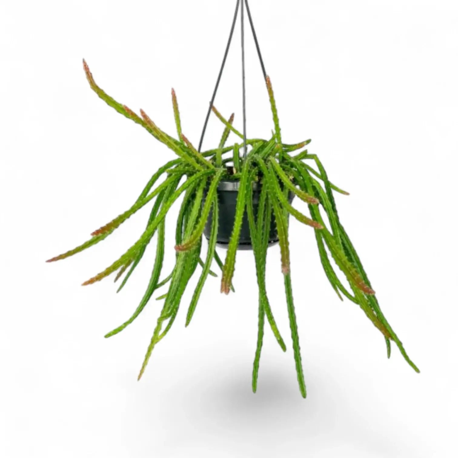 Aporocactus 'Melanie' potted houseplant in nursery pot on white background, product photo 3.