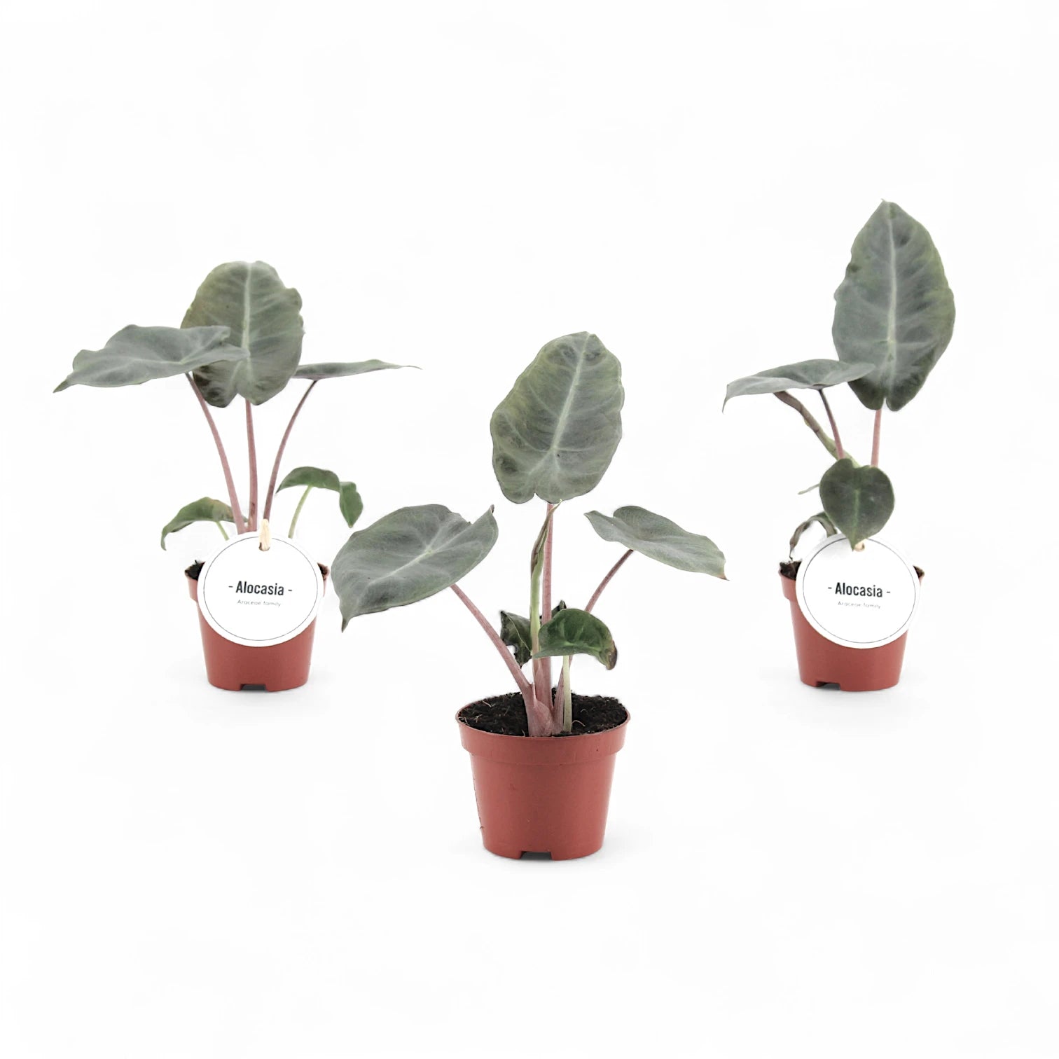Alocasia 'Pink Dragon' ('Aurora') potted houseplant in nursery pot on white background, product photo 4.