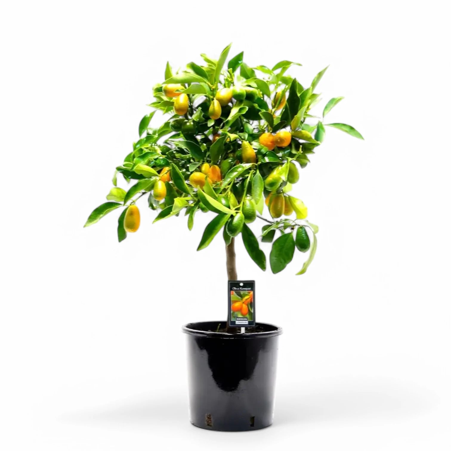 Citrus japonica 'Kumquat' potted houseplant in nursery pot on white background, product photo 3.