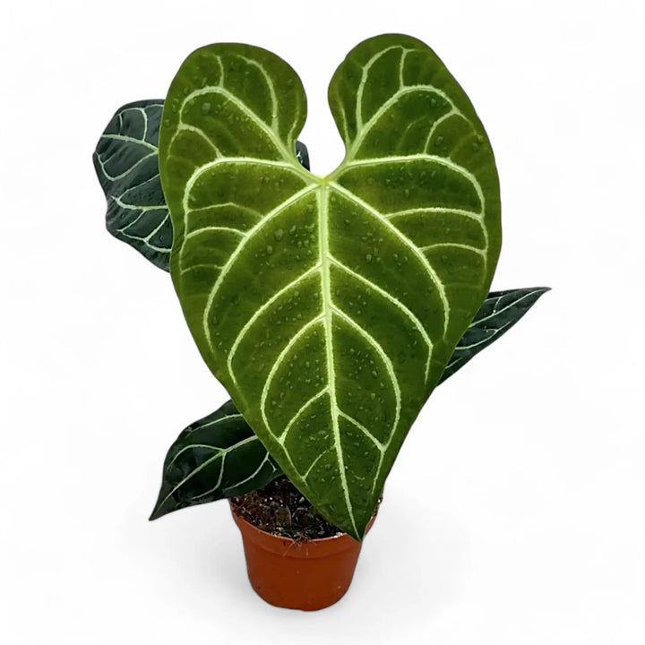 Anthurium regale potted houseplant in nursery pot on white background, product photo 3.