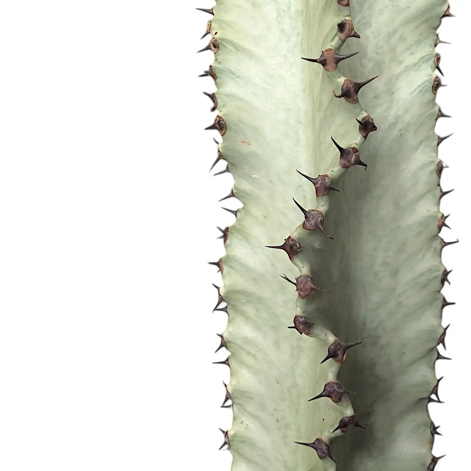 Euphorbia abyssinica var. erythraeae variegata – Nahaufnahme eines Blatts vor weißem Hintergrund.