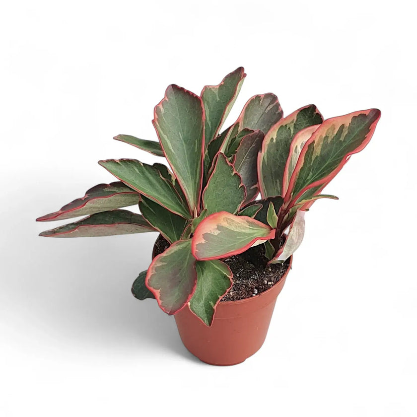 Peperomia clusiifolia 'Jellie' potted houseplant in nursery pot on white background, product photo 2.