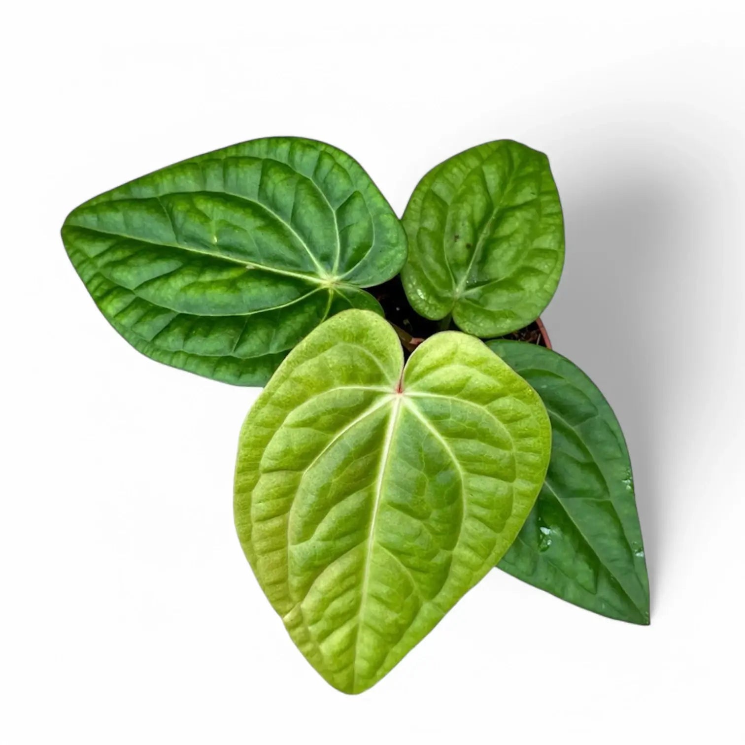 Anthurium villenaorum x luxurians potted houseplant in nursery pot on white background, product photo 3.