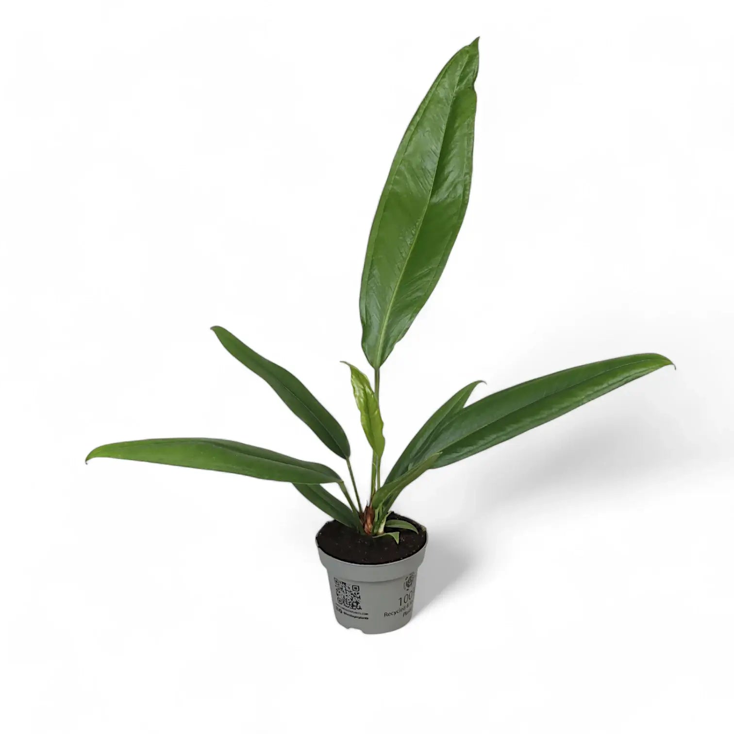 Anthurium bakeri potted houseplant in nursery pot on white background, product photo 3.
