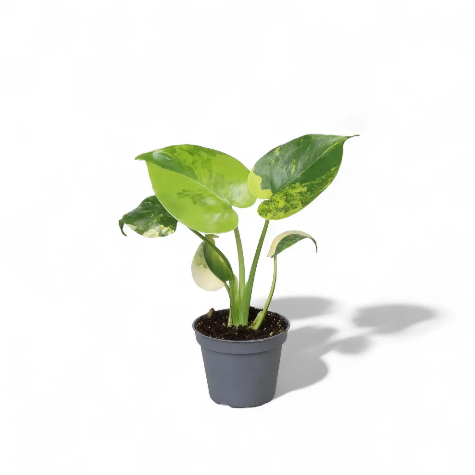 Monstera deliciosa var. borsigiana 'Aurea variegata' potted houseplant in nursery pot on white background, product photo 4.