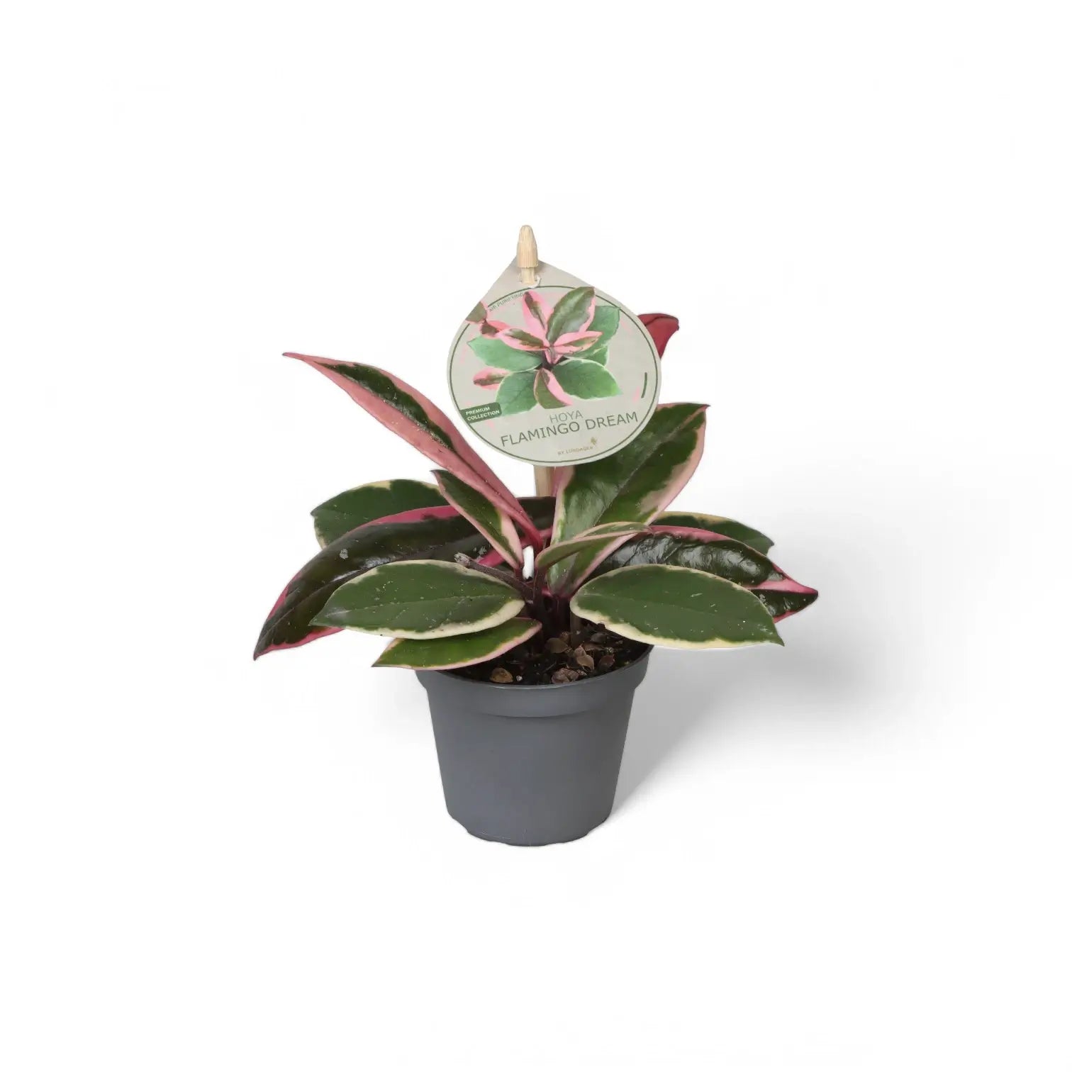 Hoya carnosa 'Flamingo Dream' – Topfpflanze im Kulturtopf vor weißem Hintergrund, Produktfoto 7.