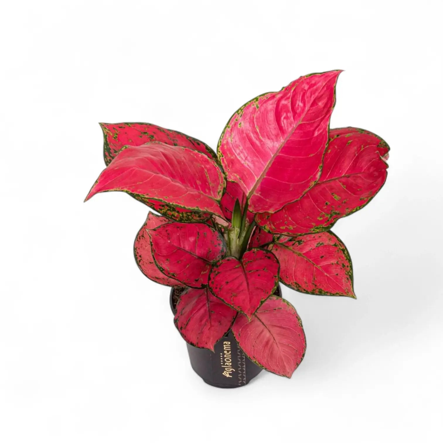Aglaonema 'Red Joy' potted houseplant in nursery pot on white background, product photo 4.