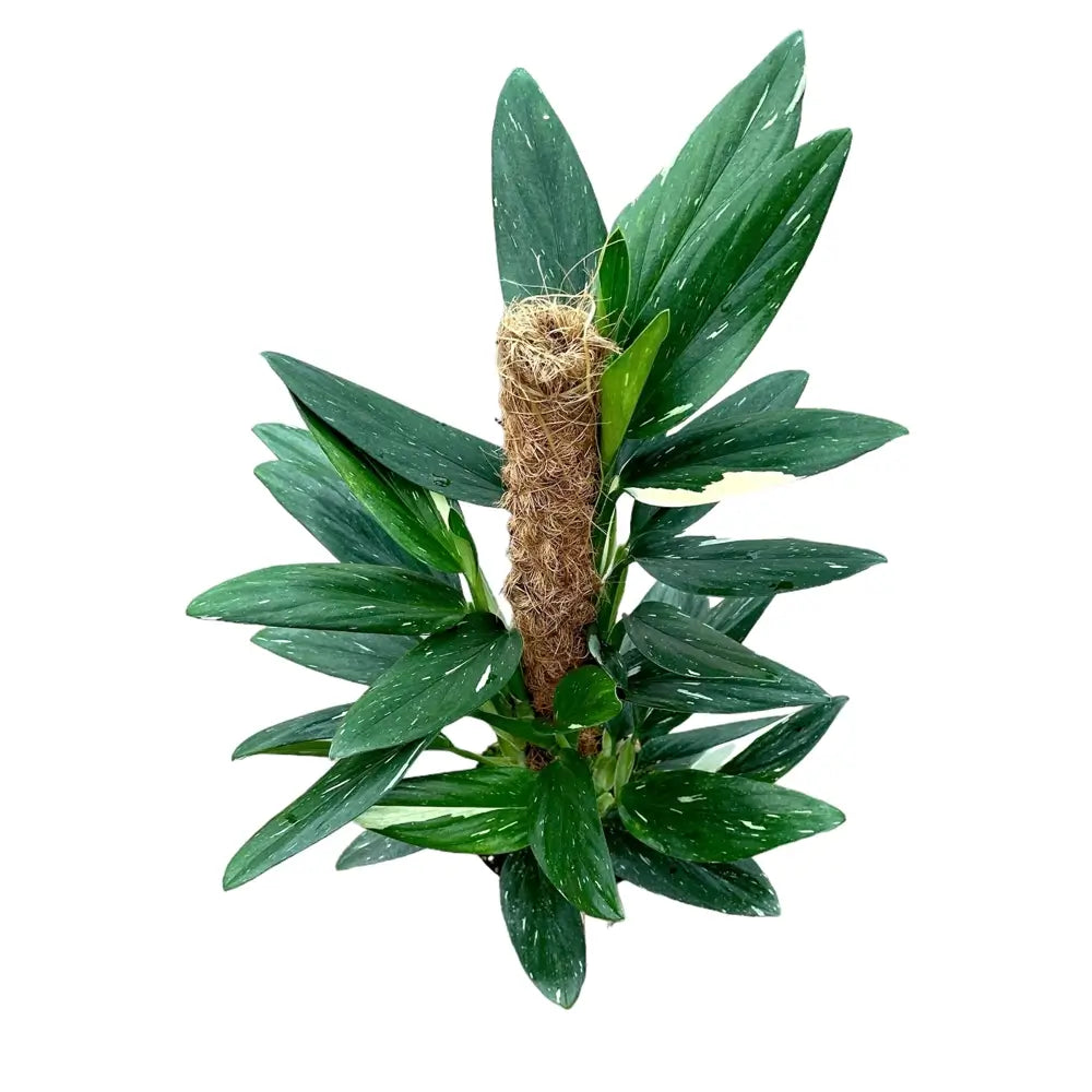 Monstera standleyana variegata potted houseplant in nursery pot on white background, product photo 6.