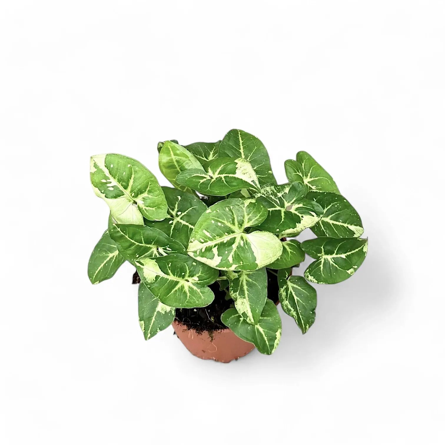 Syngonium podophyllum 'Panda' potted houseplant in nursery pot on white background, product photo 4.