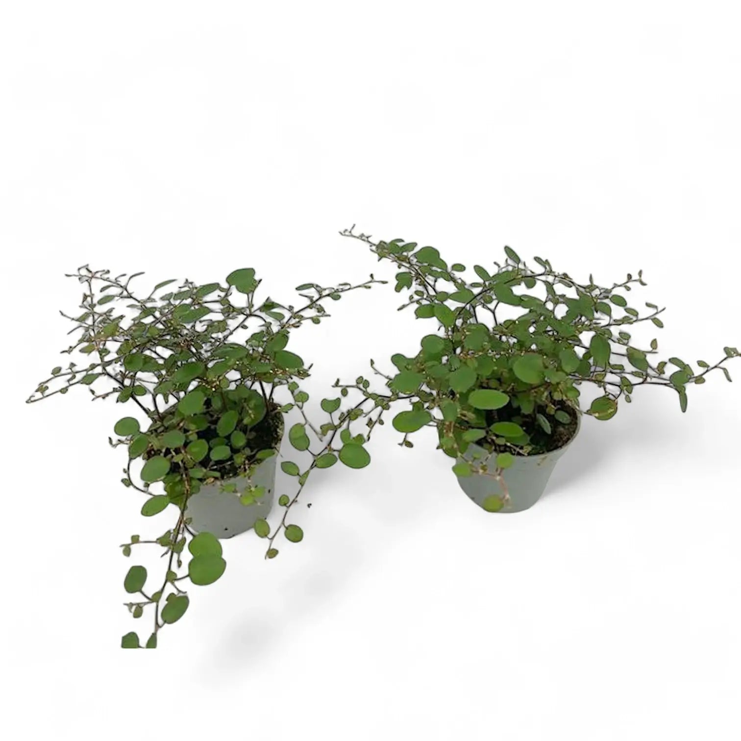 Muehlenbeckia complexa 'Maori' potted houseplant in nursery pot on white background, product photo 4.