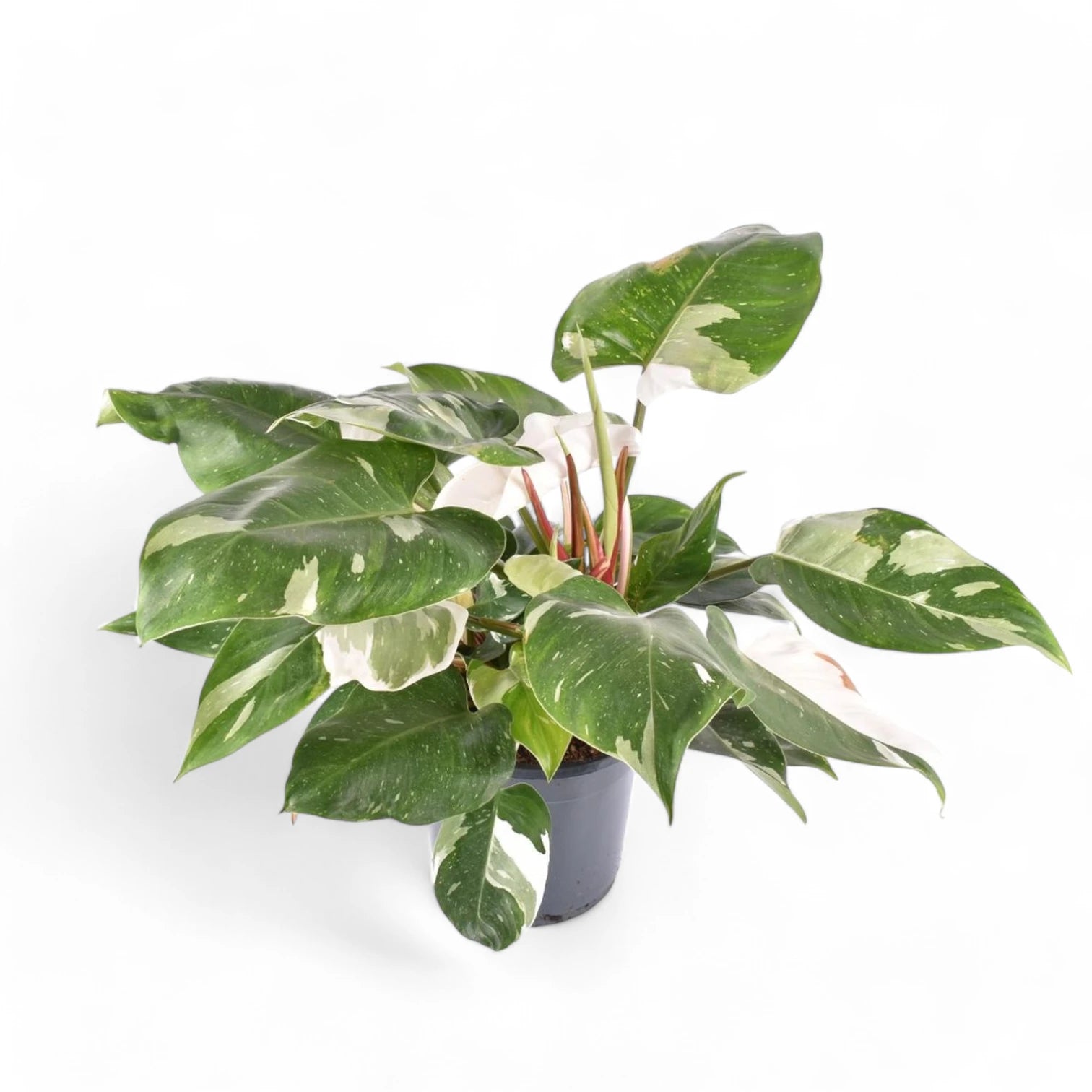 Philodendron 'White Princess' potted houseplant in nursery pot on white background, product photo 4.