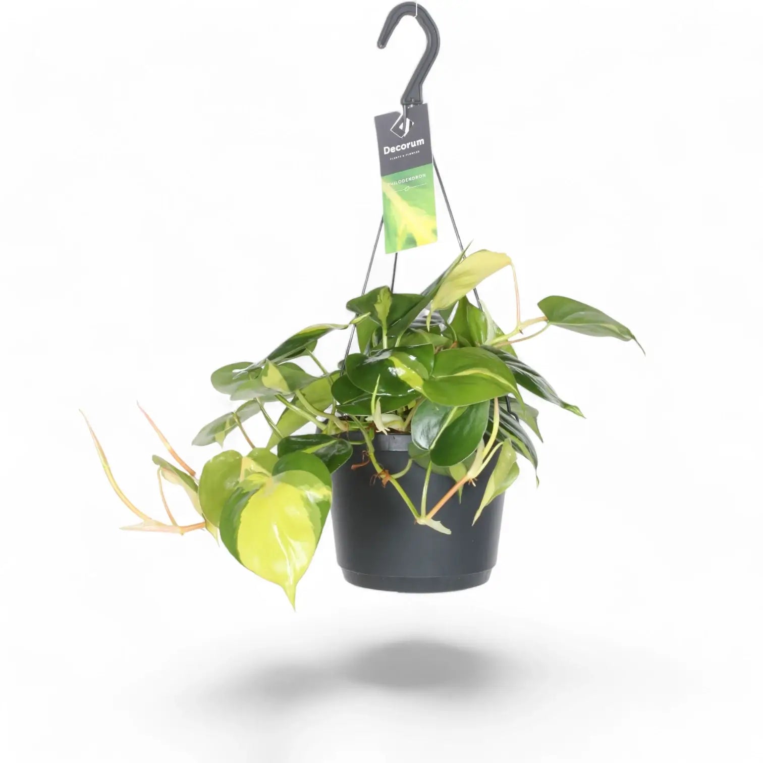 Philodendron hederaceum var. oxycardium 'Brasil' potted houseplant in nursery pot on white background, product photo 8.