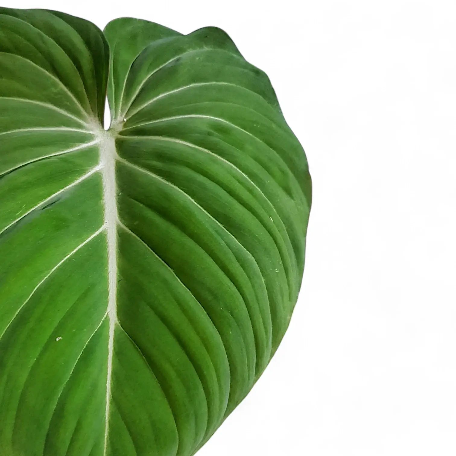 Philodendron gloriosum – Topfpflanze im Kulturtopf vor weißem Hintergrund, Produktfoto 1.