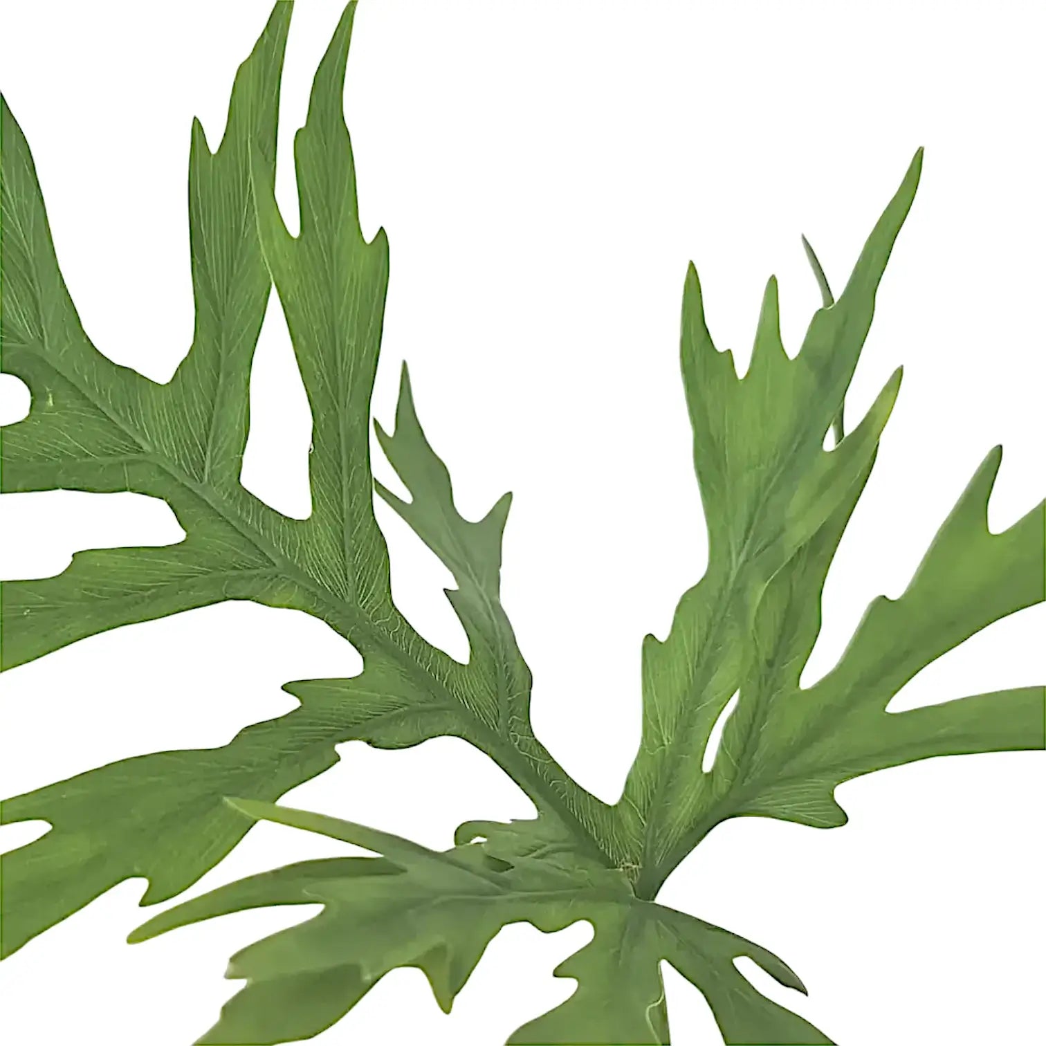 Philodendron warszewiczii – Nahaufnahme eines Blatts vor weißem Hintergrund.