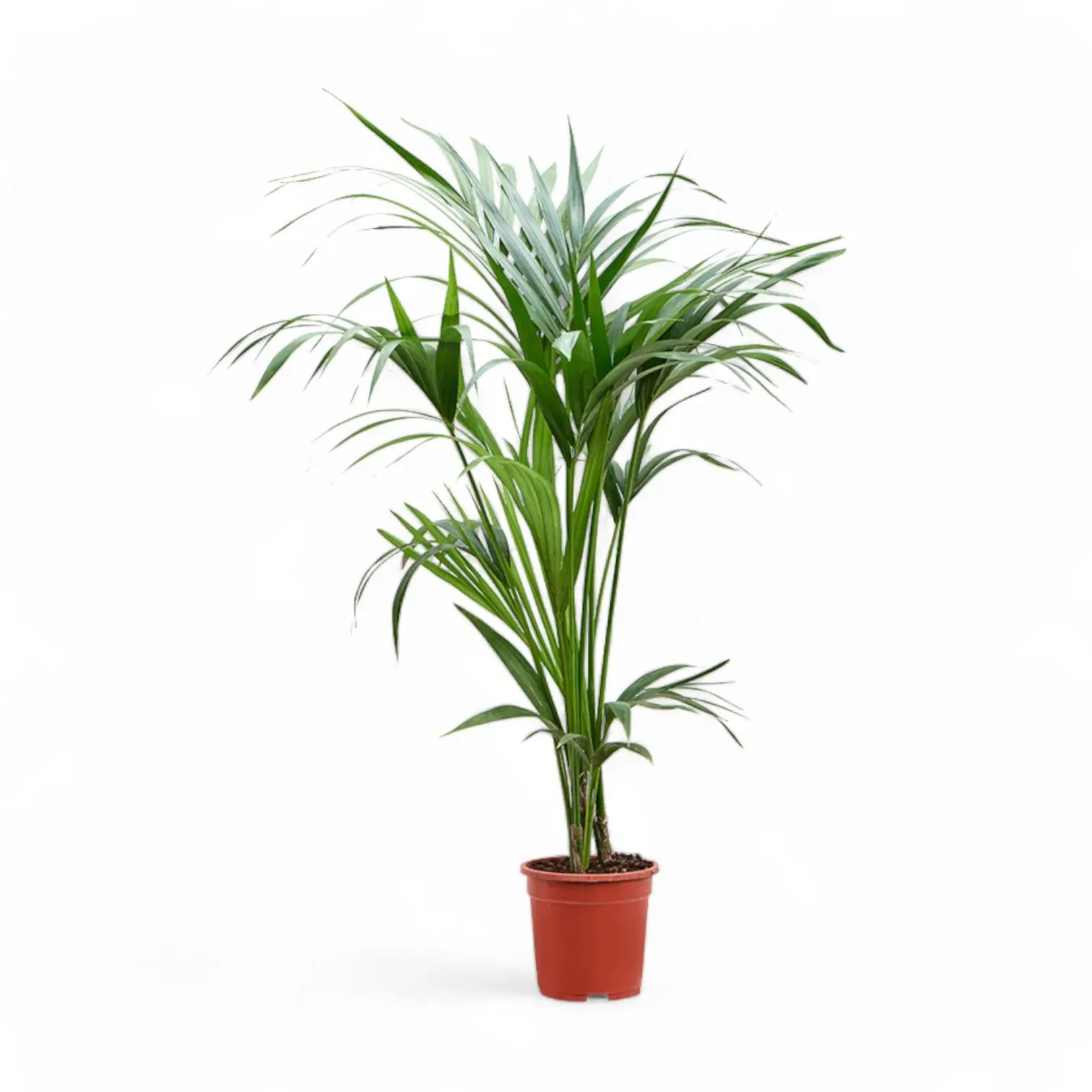 Howea forsteriana potted houseplant in nursery pot on white background, product photo 9.
