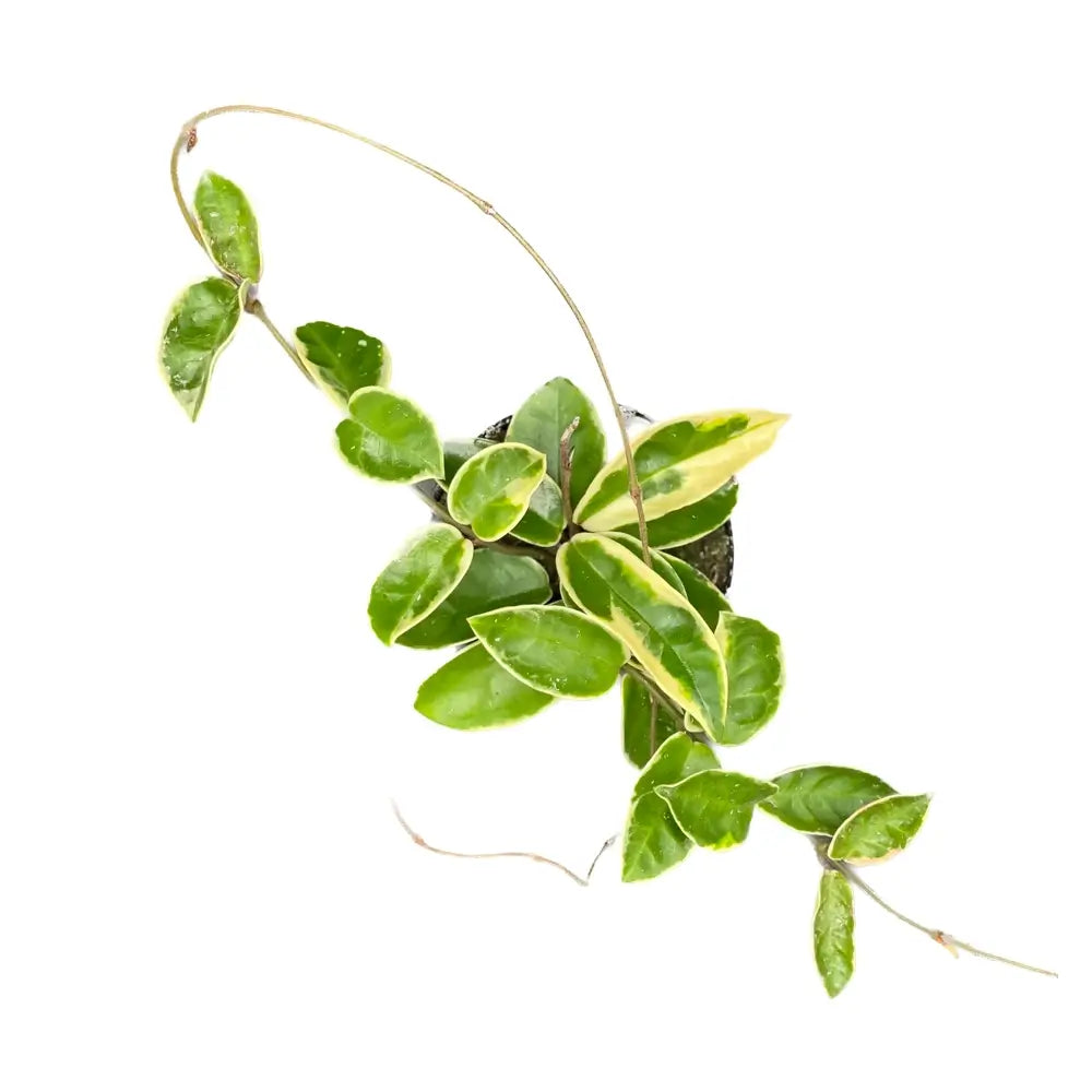 Hoya carnosa 'Krimson Queen' (albomarginata) potted houseplant in nursery pot on white background, product photo 8.
