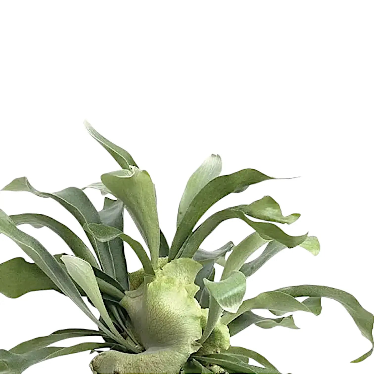 Platycerium bifurcatum 'Netherlands' potted houseplant in nursery pot on white background, product photo 6.