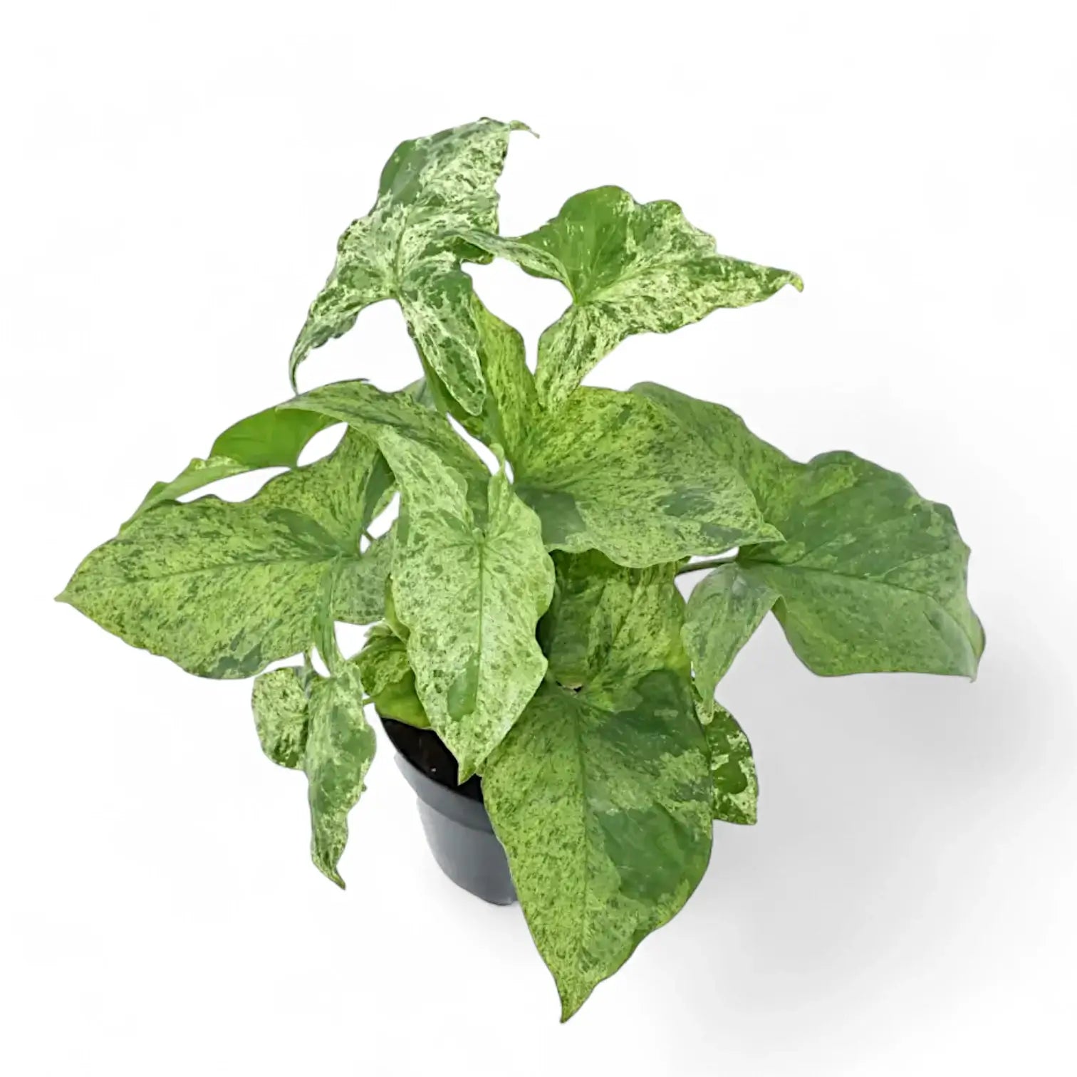 Syngonium podophyllum 'Mottled' – Zimmerpflanze im Kulturtopf auf weißem Hintergrund, Produktfoto 13.