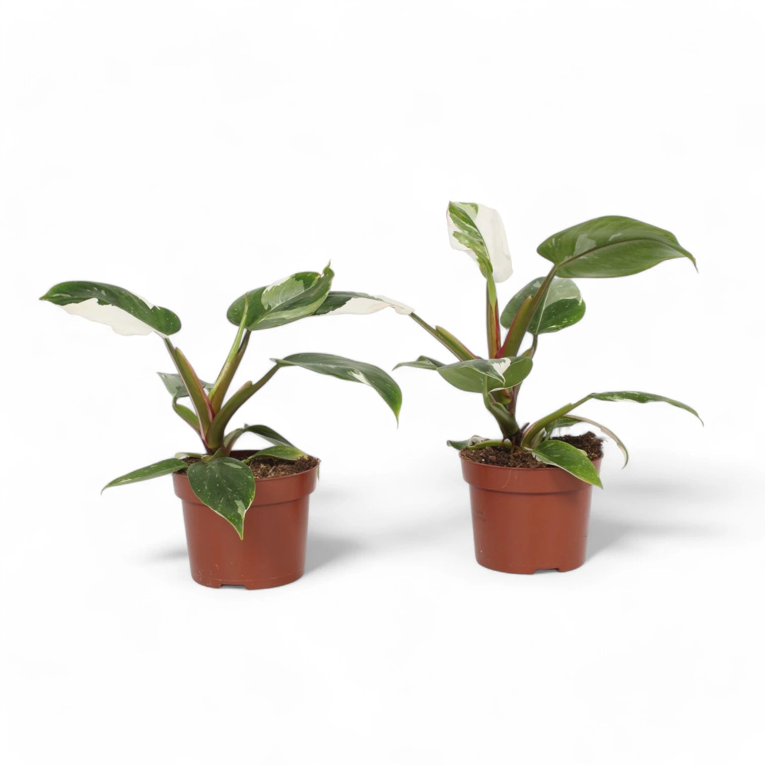 Philodendron 'White Princess' potted houseplant in nursery pot on white background, product photo 10.