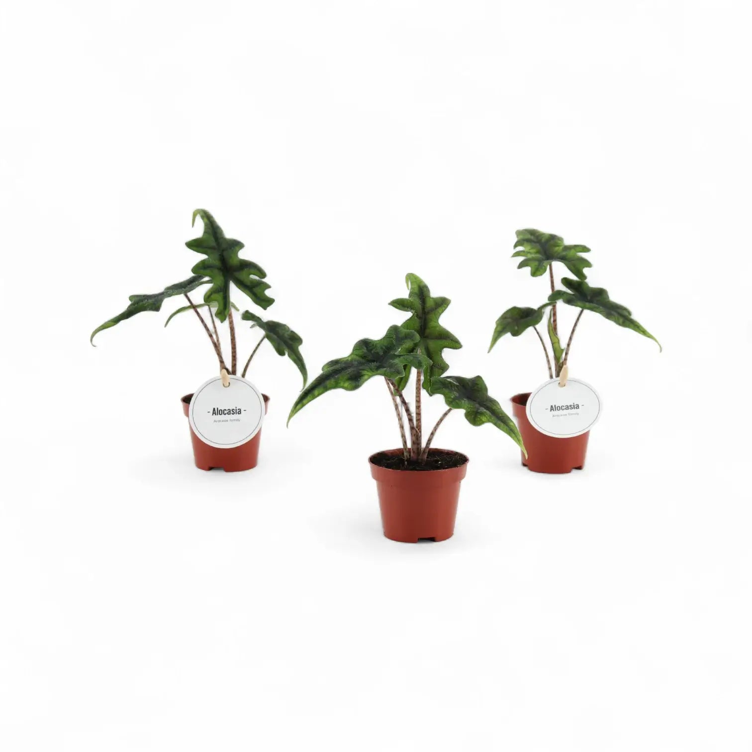 Alocasia 'Jacklyn' potted houseplant in nursery pot on white background, product photo 8.