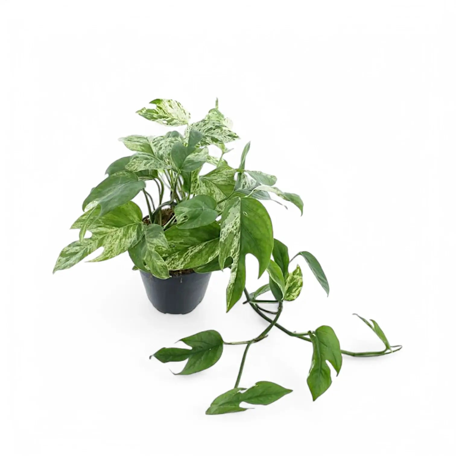 Epipremnum pinnatum variegata 'Marble' potted houseplant in nursery pot on white background, product photo 7.