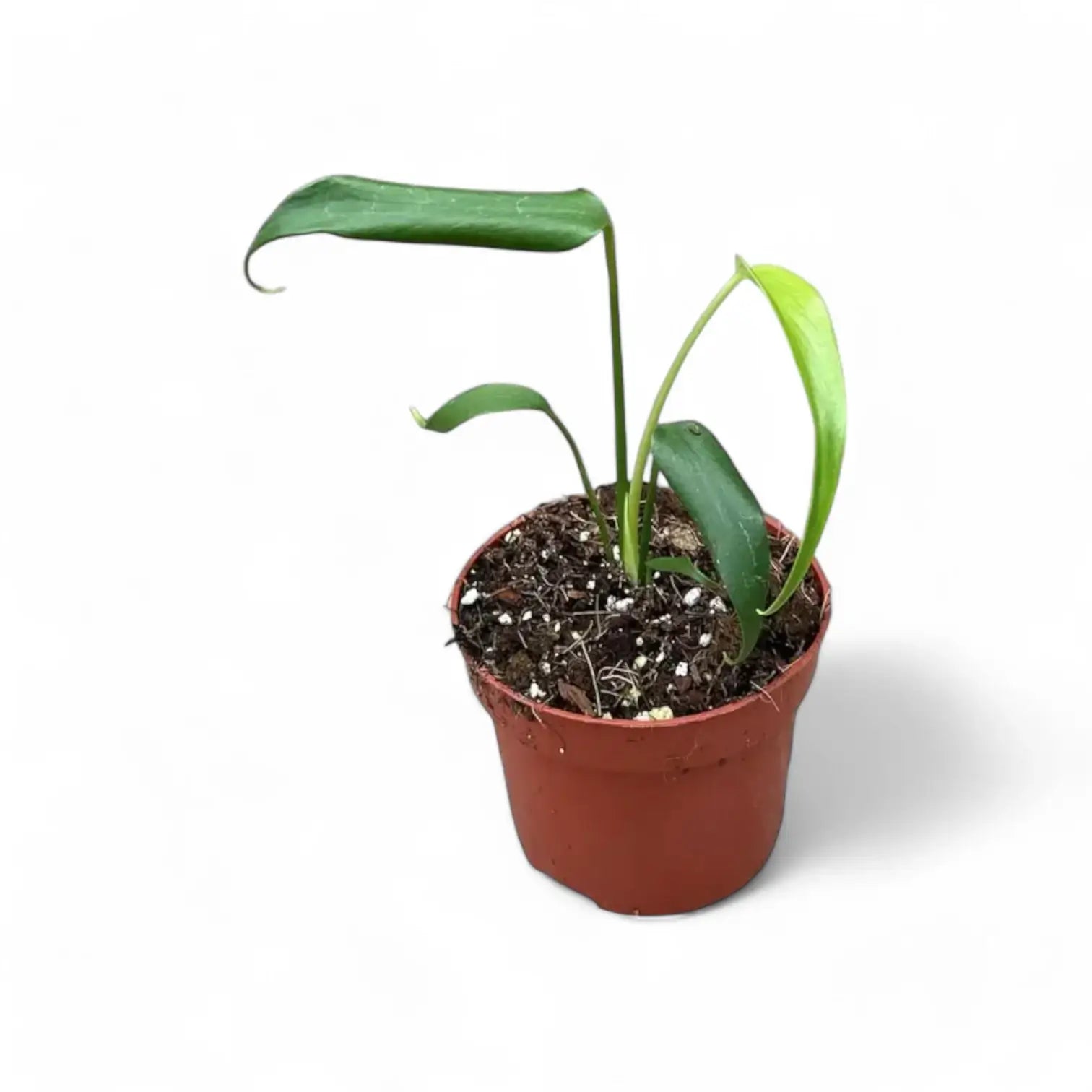 Monstera 'Burle Marx's Flame' â Zimmerpflanze im Kulturtopf auf weiĂem Hintergrund, Produktfoto 11.