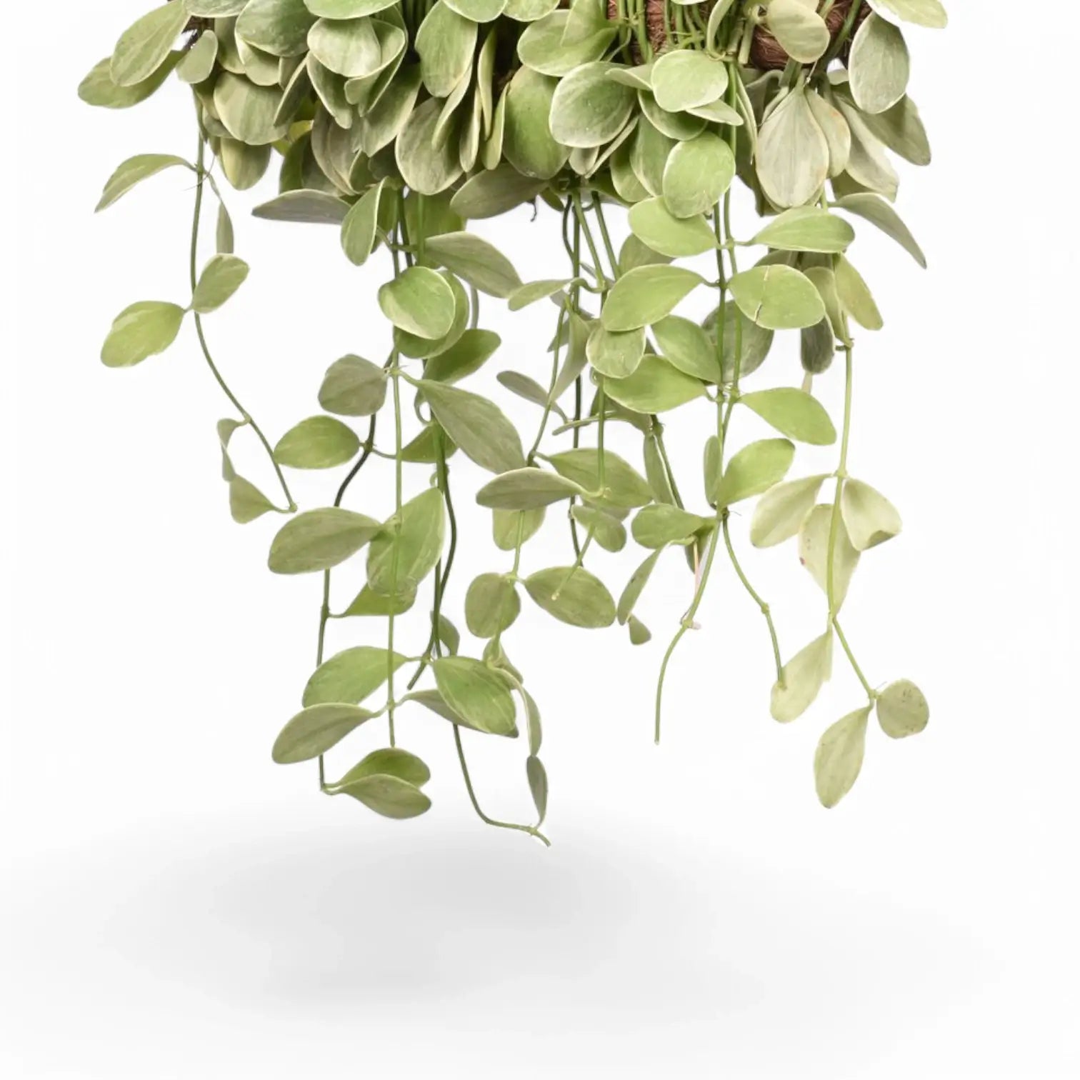 Dischidia oiantha variegata – Nahaufnahme eines Blatts vor weißem Hintergrund.