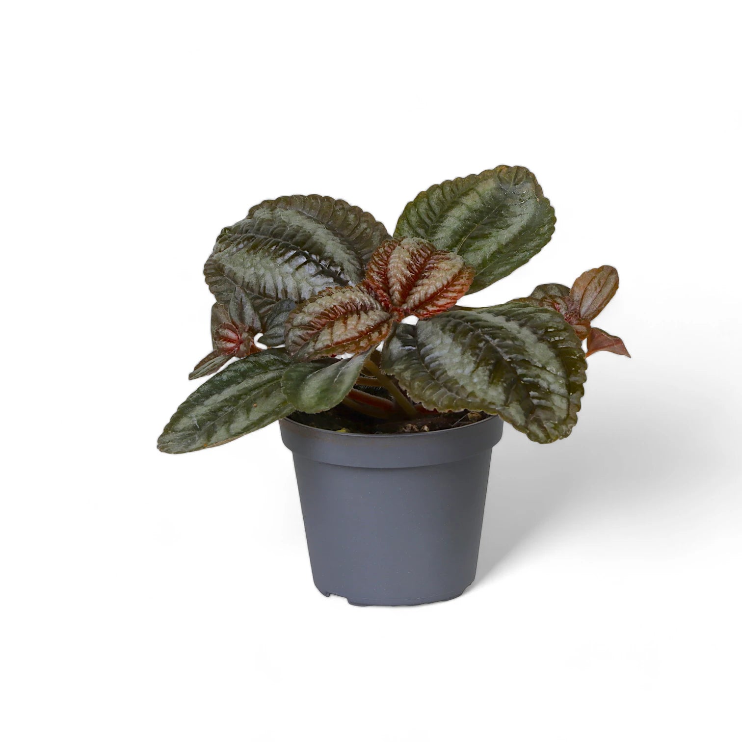 Pilea spruceana 'Norfolk' potted houseplant in nursery pot on white background, product photo 3.