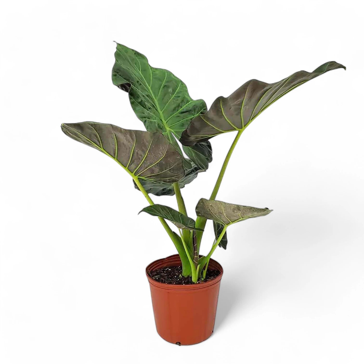 Alocasia 'Regal Shields' â Zimmerpflanze im Kulturtopf auf weiĂem Hintergrund, Produktfoto 7.