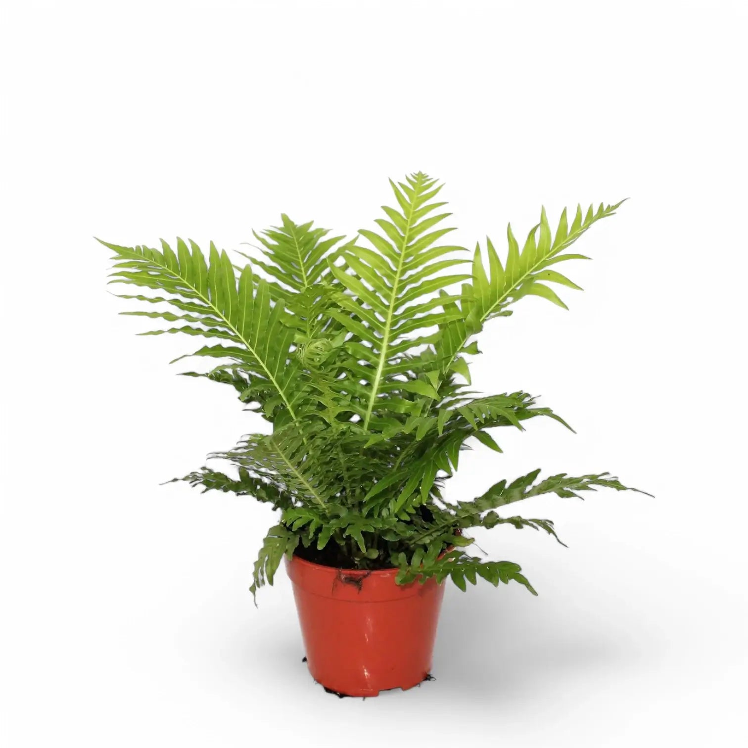 Oceaniopteris gibba – Zimmerpflanze im Kulturtopf auf weißem Hintergrund, Produktfoto 3.