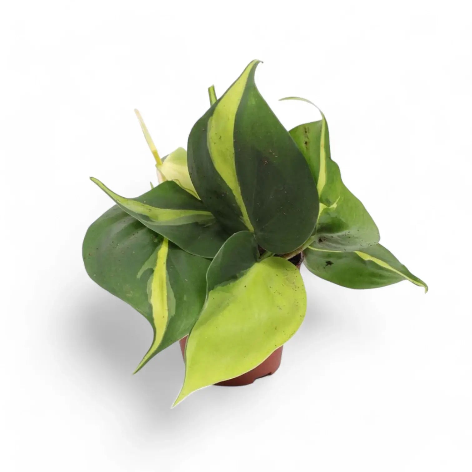 Philodendron hederaceum var. oxycardium 'Brasil' potted houseplant in nursery pot on white background, product photo 4.