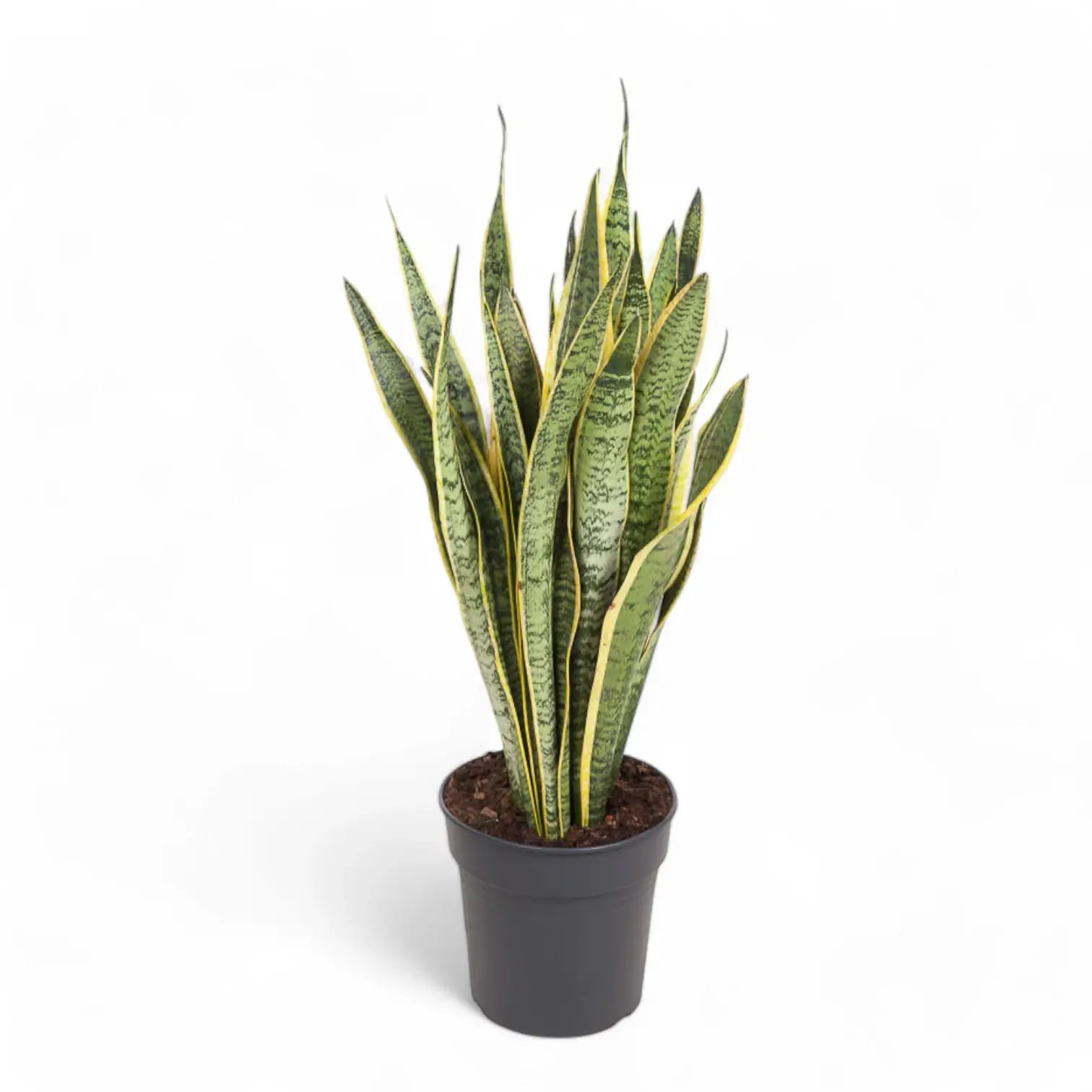 Dracaena (Sansevieria) trifasciata 'Laurentii' – Topfpflanze im Kulturtopf vor weißem Hintergrund, Produktfoto 11.