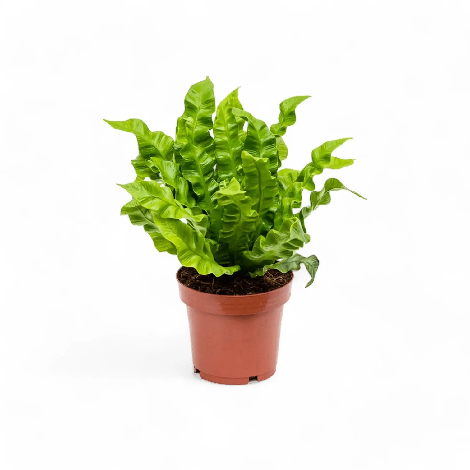 Asplenium nidus 'Crispy Wave' potted houseplant in nursery pot on white background, product photo 5.