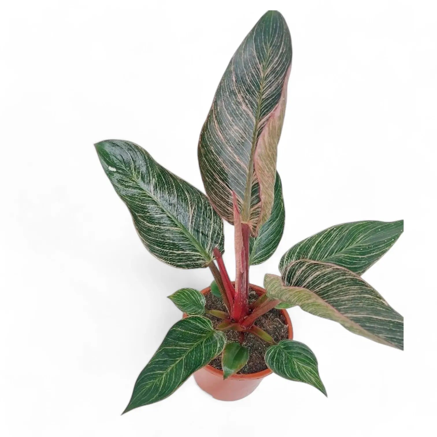 Philodendron 'Birkin Pink' ('Pink Bikini') – Zimmerpflanze im Kulturtopf auf weißem Hintergrund, Produktfoto 8.