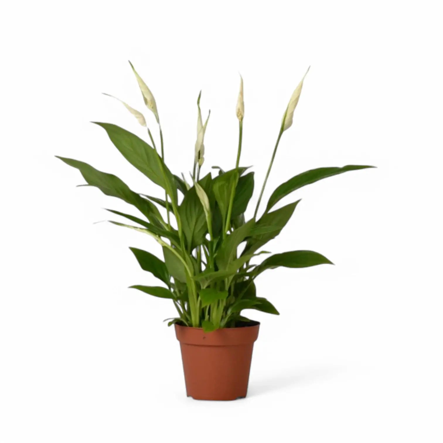 Spathiphyllum 'Torelli' potted houseplant in nursery pot on white background, product photo 3.