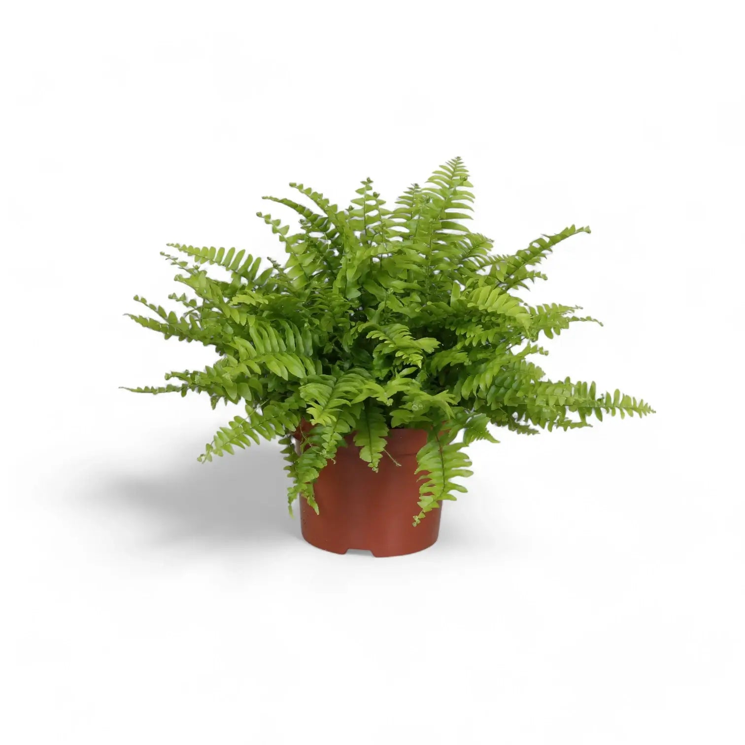 Nephrolepis exaltata 'Boston Blue Bell' potted houseplant in nursery pot on white background, product photo 2.