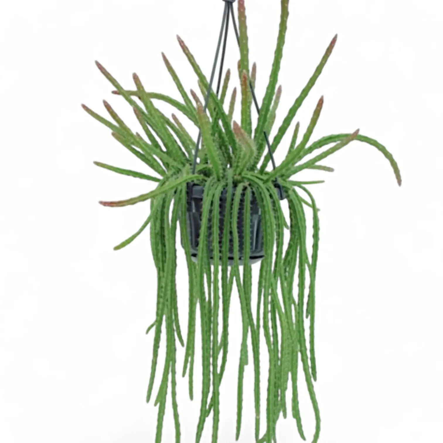 Aporocactus 'Melanie' potted houseplant in nursery pot on white background, product photo 4.