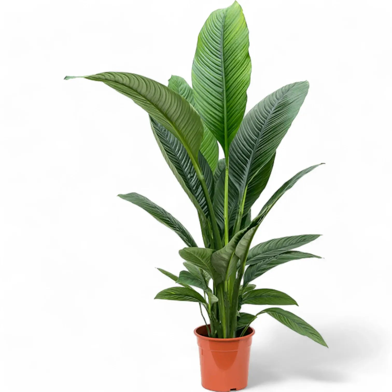 Spathiphyllum wallisii 'Sensation' potted houseplant in nursery pot on white background, product photo 4.