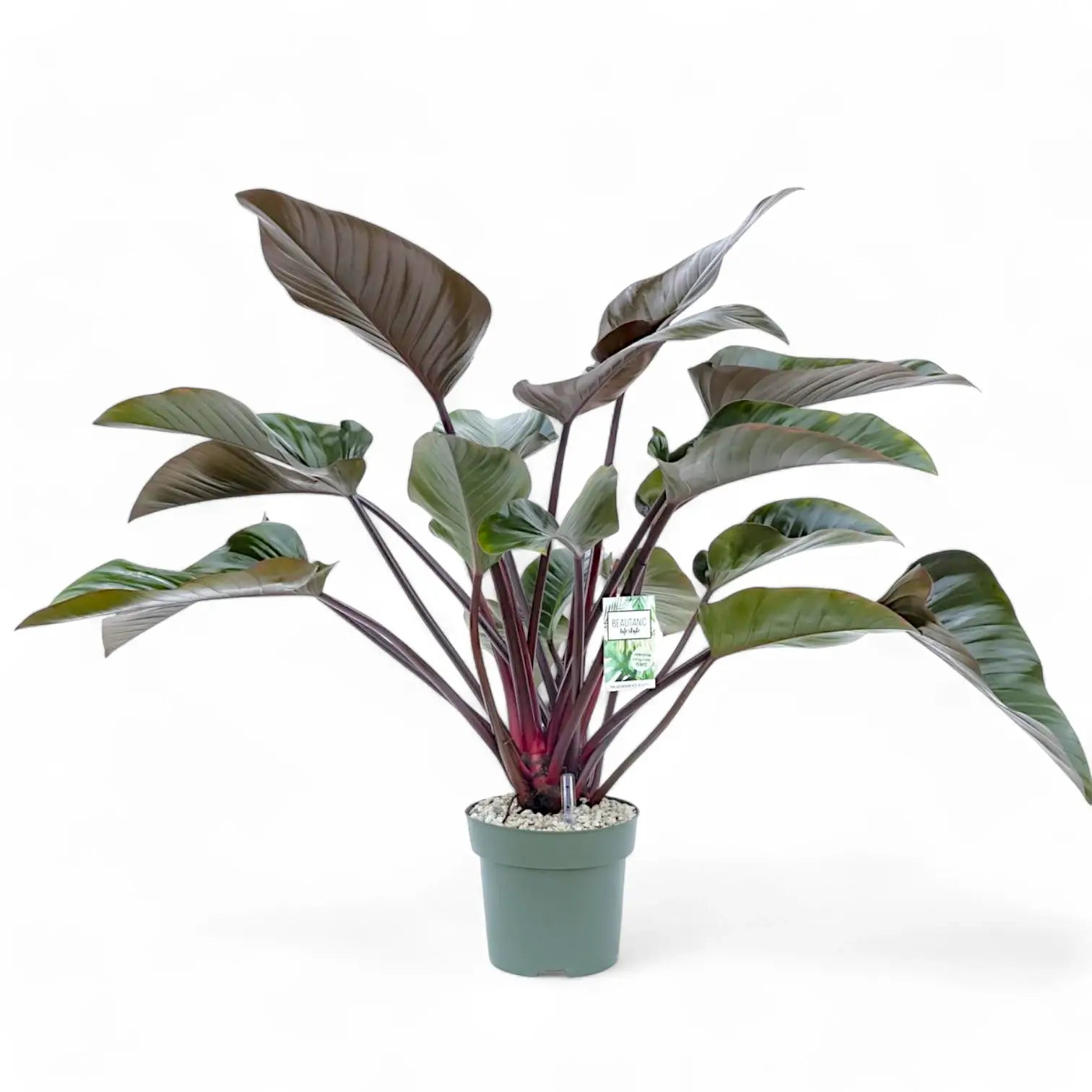 Philodendron 'Red beauty' potted houseplant in nursery pot on white background, product photo 6.