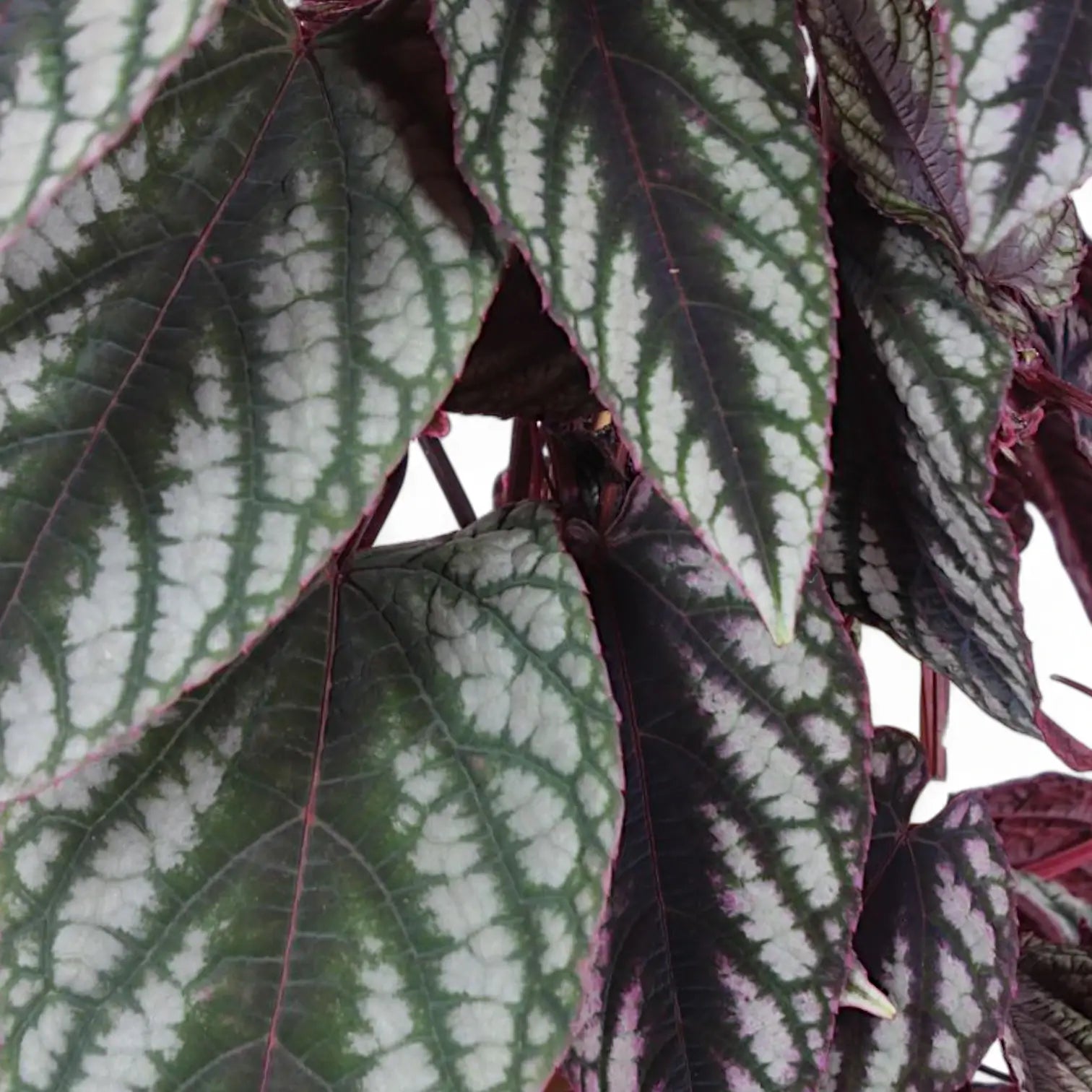 Cissus discolor – Zimmerpflanze im Kulturtopf auf weißem Hintergrund, Produktfoto 4.